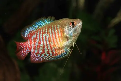 anão gourami close-up