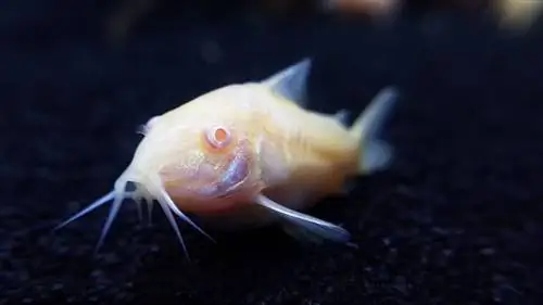 albino cory steinbit