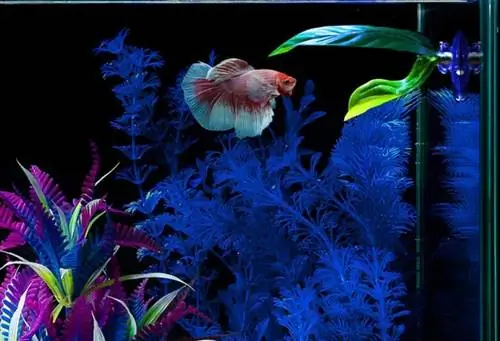 Fashionclubs 4kpl Betta Bead Leaf Hammock