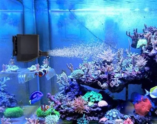 5 Beste Aquarium-Sumpfpumpe & Refugium im Jahr 2023 – Bewertungen & Top-Wahl