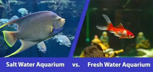 Acquario d'acqua salata vs Acquario d'acqua dolce: pro, contro & Domande frequenti