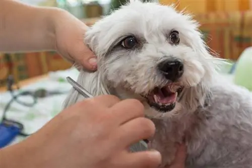 Havanese šunų plaukai šukuojami