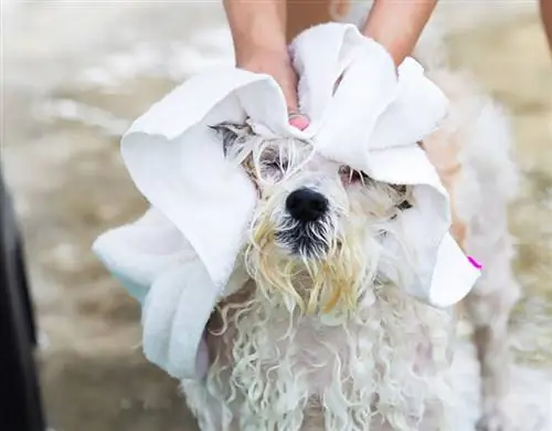 Havanese kutya törülközővel szárítja a haját