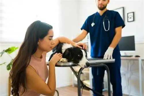 chorý pes border kolie na veterinárnej klinike