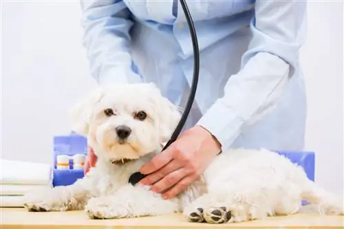 Hur tar en veterinär en hunds blodtryck? Veterinär godkänd steg-för-steg-guide