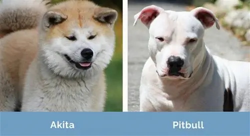 Akita vs Pitbull zij aan zij