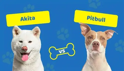 Akita vs Pitbull: Glavne razlike (sa slikama)