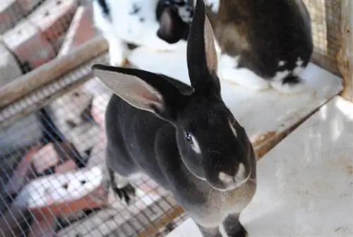 Schwarzotter-Rex-Kaninchen im Stall