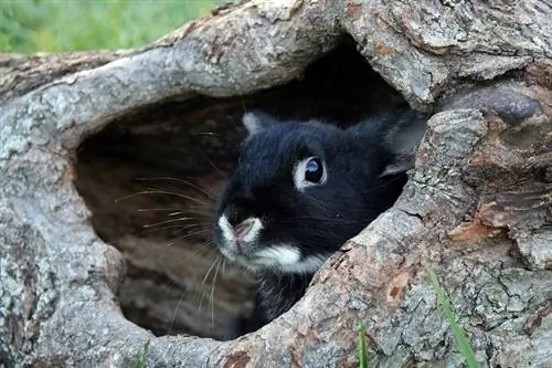 conill rex llúdriga negra dins d'un tronc d'arbre podrit