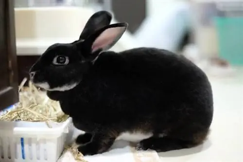 Black Otter Rex Rabbit: informació, cura, dieta, imatges & Més