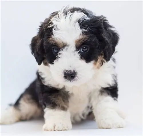 Bernedoodle (Bernese Mountain Dog & Poodle Mix): Información de la raza del perro, Imágenes, Personalidad & Hechos