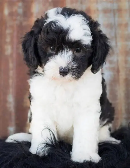 sheepadoodle puppy