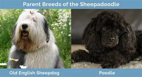 Sheepadoodle-ի ծնող ցեղատեսակները