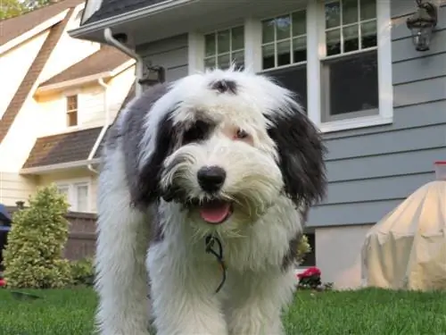 Sheepadoodle