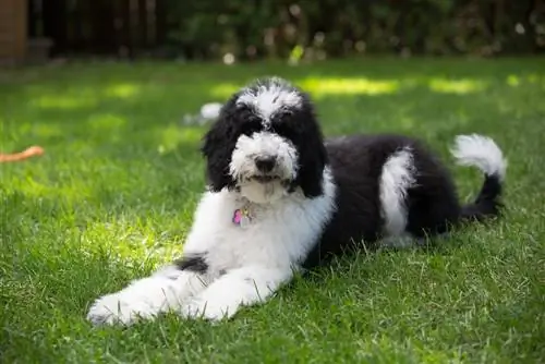 Sheepadoodle - Dog Cov Lus Qhia, Cov Duab, Cwj Pwm & Qhov Tseeb