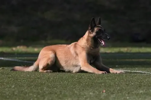 rød sobel med svart maske belgisk gjeter malinois hund ligger utenfor hund på lydighetskonkurranse