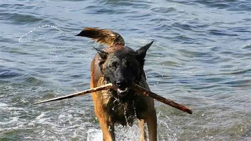 malinois belge dans l'eau