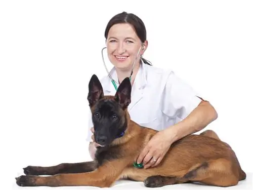 cão malinois belga na clínica veterinária