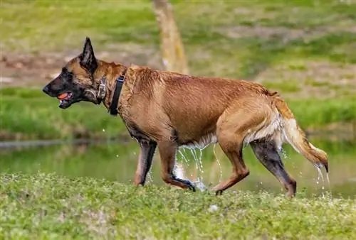 malinois belge jouant au ballon