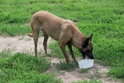 Belgia malinoisi joogivesi