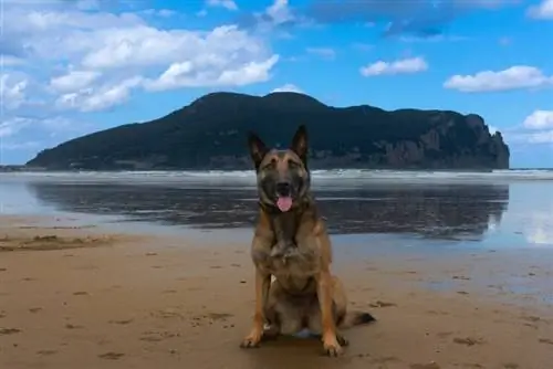 Majú belgické malinoisy radi vodu alebo radi plávajú? Fakty & Bezpečnostné tipy