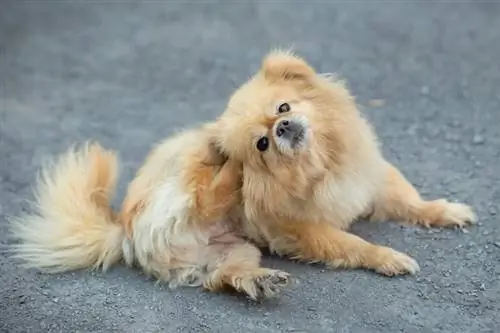 pomeranian-dog-try-to-scratching-its-skin_Natee-K-Jindakum_shutterstock