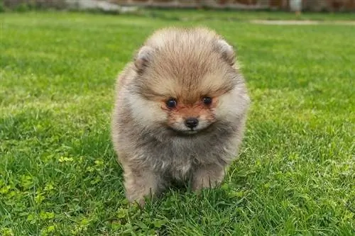 Hypoallergenic ba ang mga Pomeranian? Mga Katotohanan & FAQ