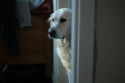 Hund außerhalb des Schlafzimmers