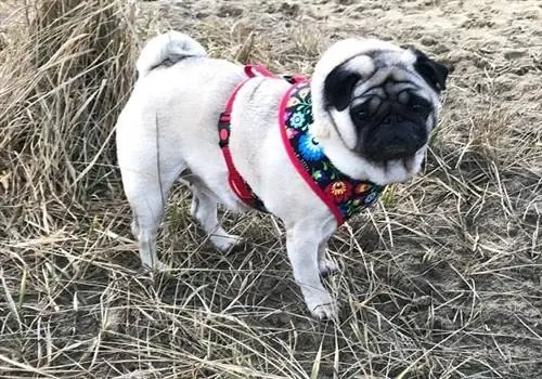 Arnês para Pugs