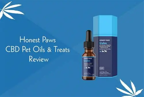 Honest Paws CBD масла за домашни любимци & Преглед на лакомства 2023: Изгодно ли е?