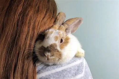 Kaip laikyti triušį: 10 veterinaro patvirtintų žingsnių