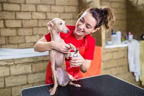 groomer που κόβει τα νύχια του μικρού Italian Greyhound