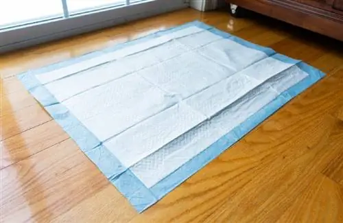 tapis d'apprentissage de la propreté pour animaux de compagnie