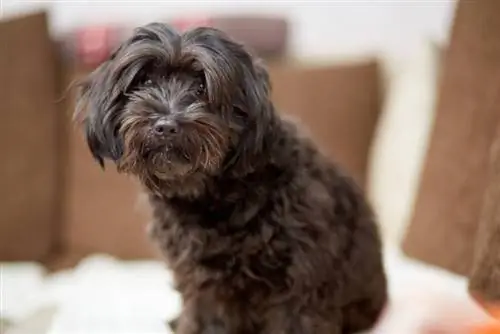 egy fekete havanese kutya ül a kanapén