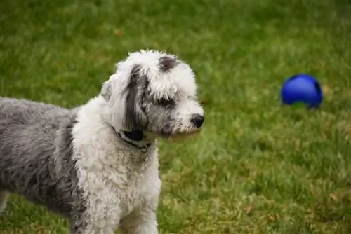 çoban köpeği