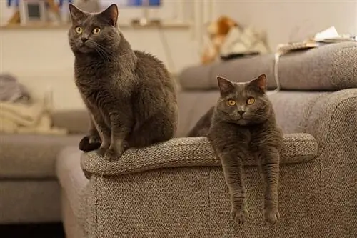 chartreux miv lounging ntawm lub rooj zaum