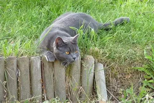 chat chartreux jouant en plein air