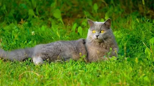 Cat Chartreux: Info, Foto, Karakteristika & Fakte