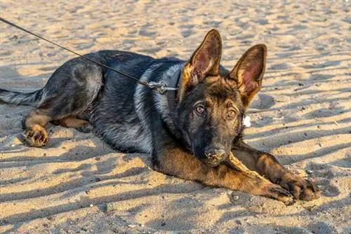 anak anjing gembala jerman barat berbaring di atas pasir