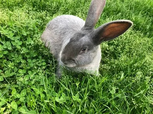 Silver Fox Rabbit Blue in Grass