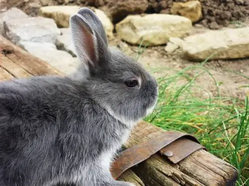 Grijs konijntje van zilveren vosras in tuin