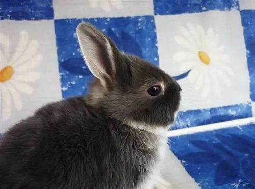 Gümüş tülkü cinsinin boz dovşanı