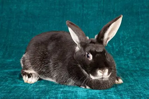 Silver Fox Rabbit: informació, cura, dieta, imatges & Més