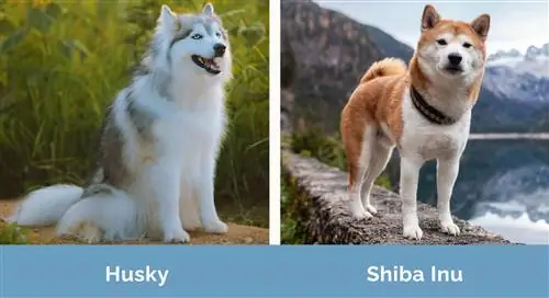 Husky vs Shiba Inu bok po boku