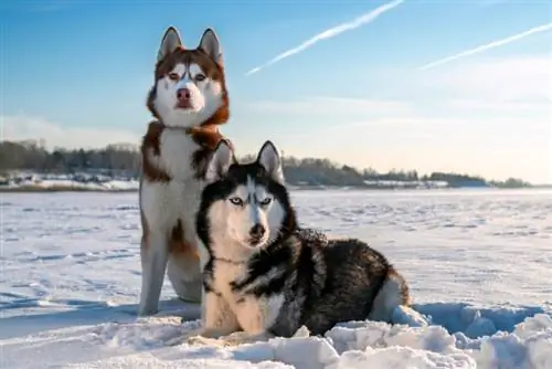 paar Siberiese Husky-honde in die sneeu