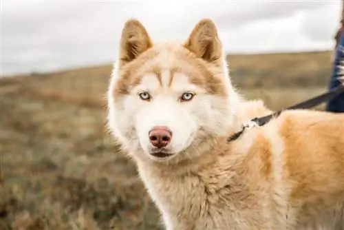 anjing baka campuran malamute husky merah dan coklat