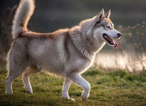 yükseltilmiş huckles ile husky köpek