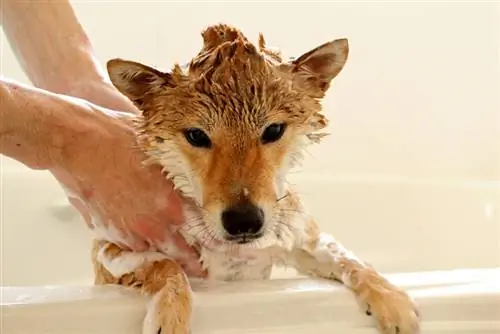 perro shiba inu tomando un baño