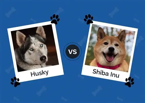 Husky vs Shiba Inu: Ang Mga Pangunahing Pagkakaiba (May Mga Larawan)