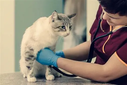 Doktor veterinar mengukur kadar jantung kucing comel